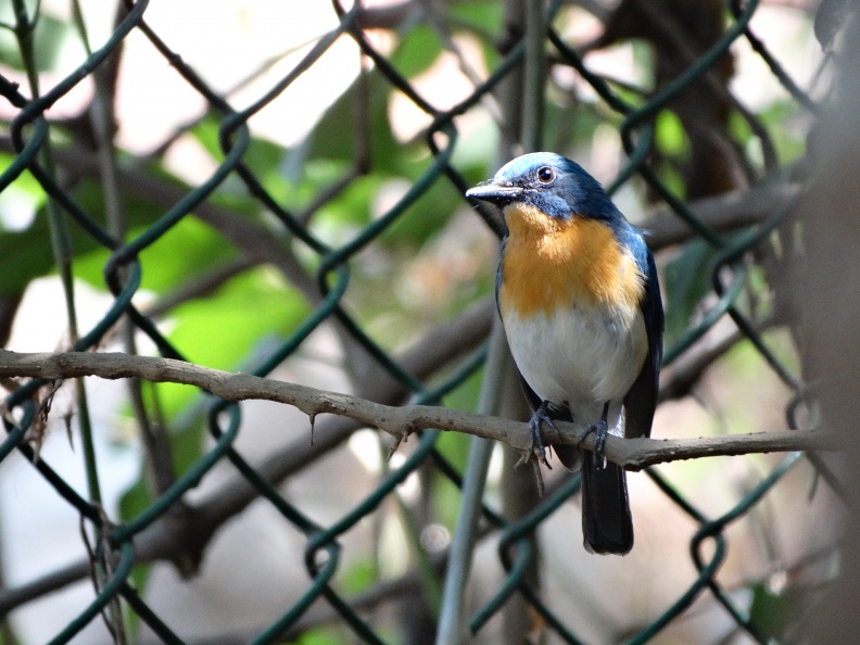 Tickell's blue flycatcher Male.JPG