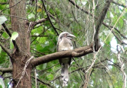 Indian Grey Hornbill (Juvenile)