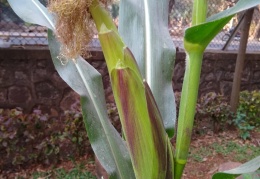 Pahechan corn