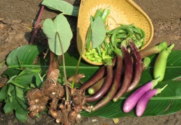 HBCSE Farm Produce: 3 varieties of Brinjals, Papdi, green chillies, Bhendi, Ambadi and Arbi