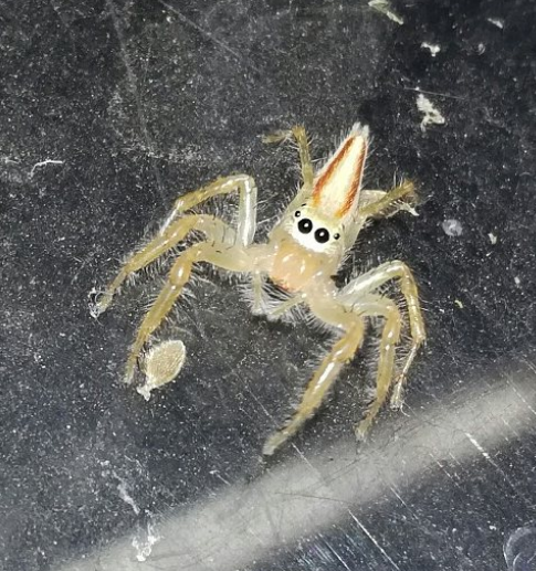 elemonia Dimidiata Spider (Female)