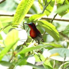 Vigours Sunbird (Male)