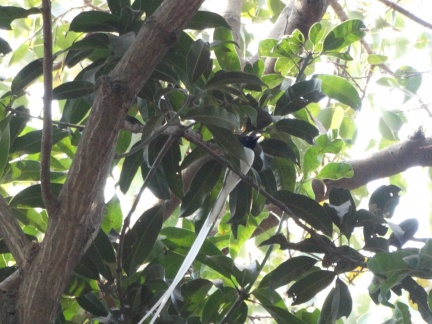 Indian Paradise Flycatcher Male