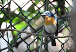 Tickell's blue flycatcher Male