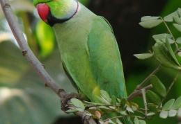 Rose ringed Parakeet Male