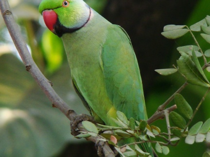 Rose ringed Parakeet Male