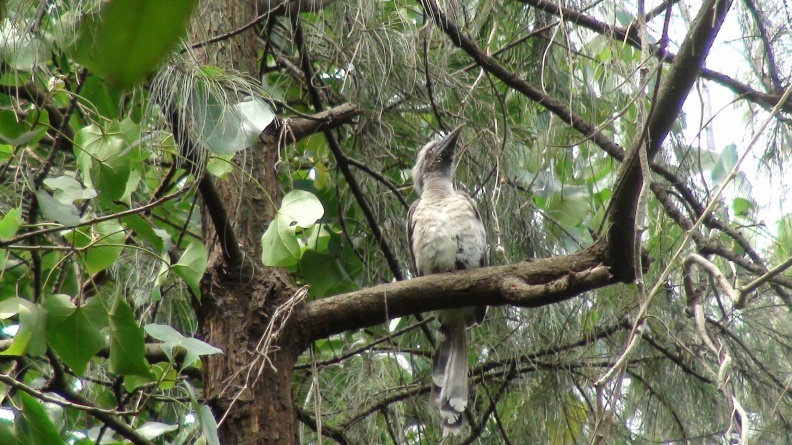 Indian Grey Hornbill.JPG