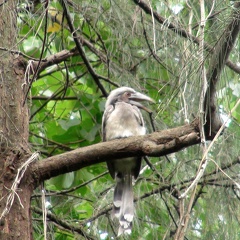 Indian Grey Hornbill (Juvenile)