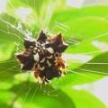 Gastracantha sp. (Spider)