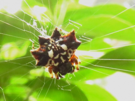 Gastracantha sp. (Spider)