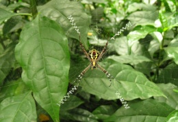 Signature-Spider