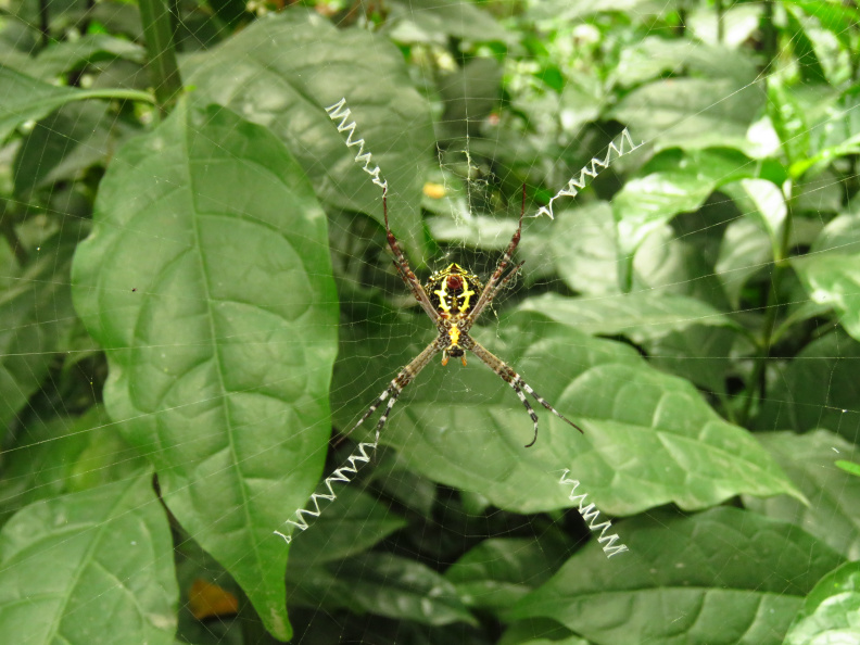 Signature-Spider