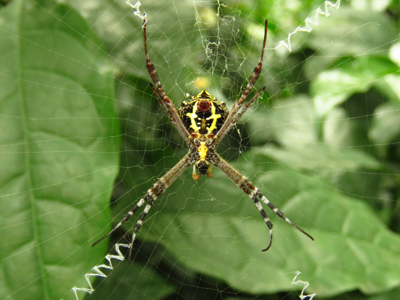 Signature-Spider-Closeup
