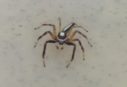 Telemonia Dimidiata Spider (Male)