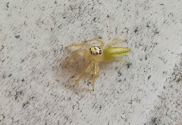 Telemonia Dimidiata Spider (Female)