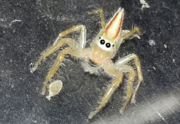 elemonia Dimidiata Spider (Female)