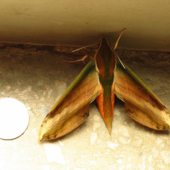 Greater Yam Hawkmoth, a moth from family Sphingidae
