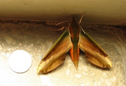Greater Yam Hawkmoth, a moth from family Sphingidae