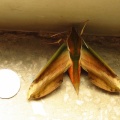 Greater Yam Hawkmoth, a moth from family Sphingidae