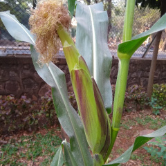 Pahechan corn