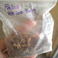 Seed saving: Palak