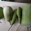Ash Gourd Harvest from HBCSE Farm, October 2019