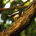 Oriental Magpie Robin (Female), HBCSE Campus