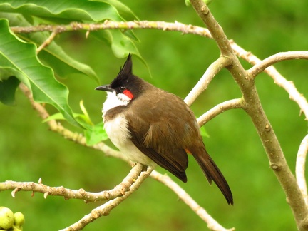 Red-whiskered Bulbul, HBCSE