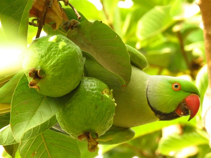Rose Ringed Parakeet on Guava Tree, HBCSE