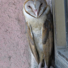 Barn Owl, HBCSE
