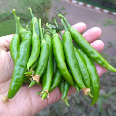 chillies from farm