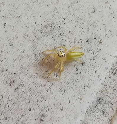 Telemonia Dimidiata Spider (Female)